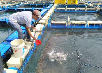 Lahan Pulau Kundur Kini Jadi Harapan Baru