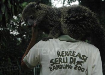 Taman Safari Ikut Lelang Kelola Bandung Zoo