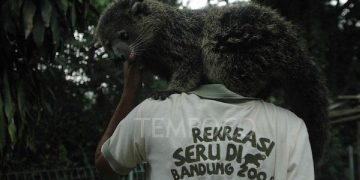 Taman Safari Ikut Lelang Kelola Bandung Zoo