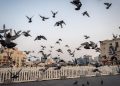 Studi: Burung Kota Lebih Suka Pria