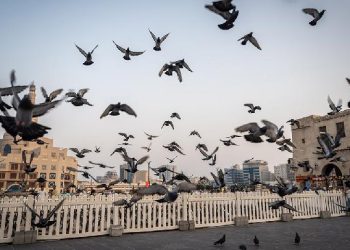 Studi: Burung Kota Lebih Suka Pria