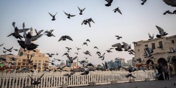 Studi: Burung Kota Lebih Suka Pria