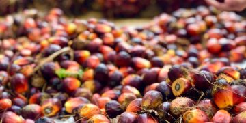 Tren Kenaikan Harga CPO Global Dampakkan Harga Minyak Goreng Domestik