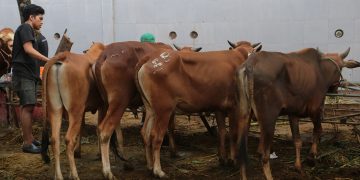 Niat Berkurban untuk Diri Sendiri di Hari Raya Idul Adha 2026