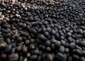 Bupati Ciamis Dorong Kafe Manfaatkan Kopi Lokal Tingkatkan Daya Saing Daerah
