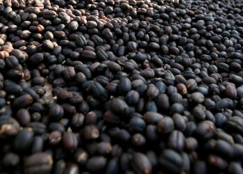 Bupati Ciamis Dorong Kafe Manfaatkan Kopi Lokal Tingkatkan Daya Saing Daerah