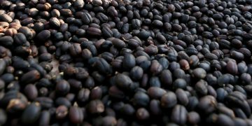 Bupati Ciamis Dorong Kafe Manfaatkan Kopi Lokal Tingkatkan Daya Saing Daerah