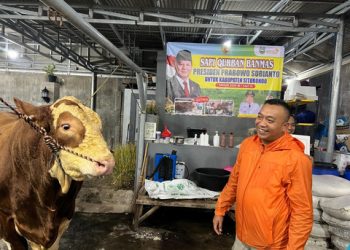 Jaguar dan Sapi 1 Ton dari Situbondo untuk Kurban Prabowo