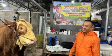 Jaguar dan Sapi 1 Ton dari Situbondo untuk Kurban Prabowo