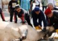 Pemko Batam Salurkan 66 Hewan Kurban, Distribusi hingga ke Wilayah Hinterland