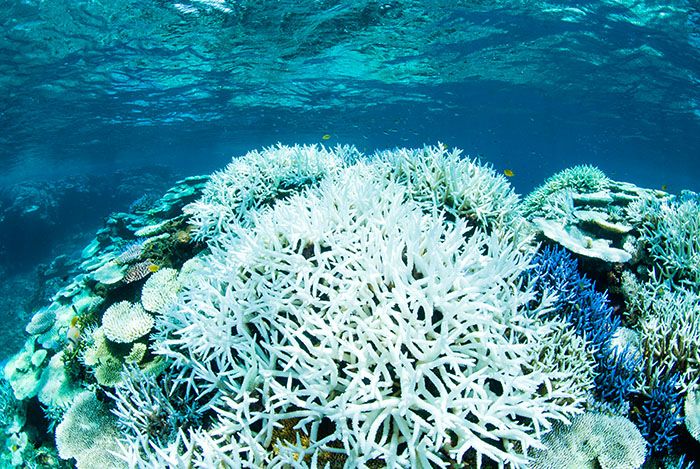 coral_yusukeokada_20130130_1.jpg