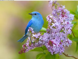 mountain-bluebird-and-lilac.jpg