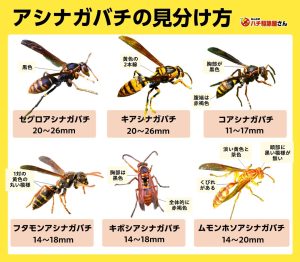 19__ashinagabachi-eyecatch.jpg