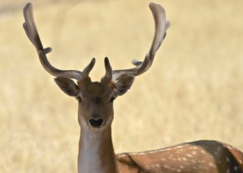 Tasmanian Deer Hunt: Farmers Slam “Missed Opportunity” Rules