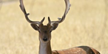 Tasmanian Deer Hunt: Farmers Slam “Missed Opportunity” Rules