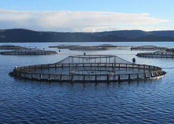 Florfenicol Trace Found 14km from Aussie Fish Farm