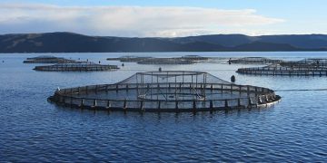 Florfenicol Trace Found 14km from Aussie Fish Farm