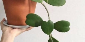 11 Tanaman Hias Viral Unik: Harga Mengejutkan!