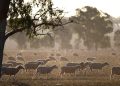 Drought Bites: Watchdog Drowning in Complaints