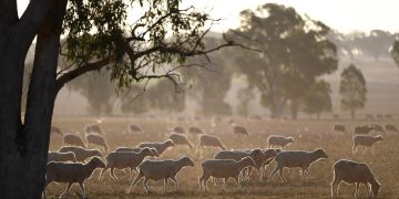 Drought Bites: Watchdog Drowning in Complaints