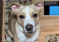 Jasper’s Return: My Dog, My Heartbreak