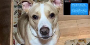 Jasper’s Return: My Dog, My Heartbreak