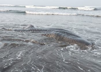 Hiu Paus Mati: Cilacap Kaji Kualitas Laut