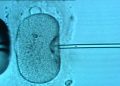Victoria Tightens IVF Scrutiny Post-Monash Bungles