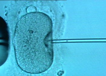 Victoria Tightens IVF Scrutiny Post-Monash Bungles