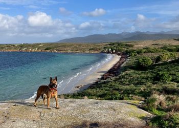 Bass Strait’s Little Dog Island: Cats Gone, Birds Return
