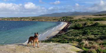 Bass Strait’s Little Dog Island: Cats Gone, Birds Return