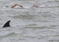 Dolphin’s Power Fuels Record Jersey-France Swim