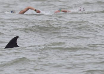 Dolphin’s Power Fuels Record Jersey-France Swim