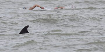 Dolphin’s Power Fuels Record Jersey-France Swim