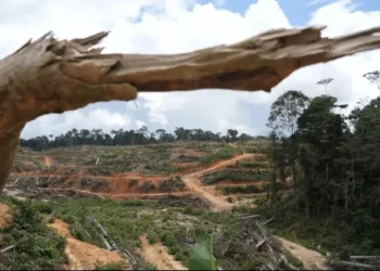 257 izin korporasi kepung 5,3 juta hektare hutan Kalteng, klaim Dishut ada kontribusi PAD