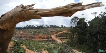 257 izin korporasi kepung 5,3 juta hektare hutan Kalteng, klaim Dishut ada kontribusi PAD
