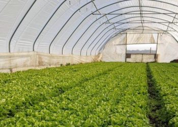 Tanam Sayur Organik di Gunung Alihkan Dunia Kaka Slank Jika Penat Bermusik