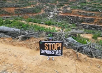 Hutan Kalteng kritis, Pemprov gandeng masyarakat adat lakukan pemulihan