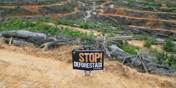 Hutan Kalteng kritis, Pemprov gandeng masyarakat adat lakukan pemulihan