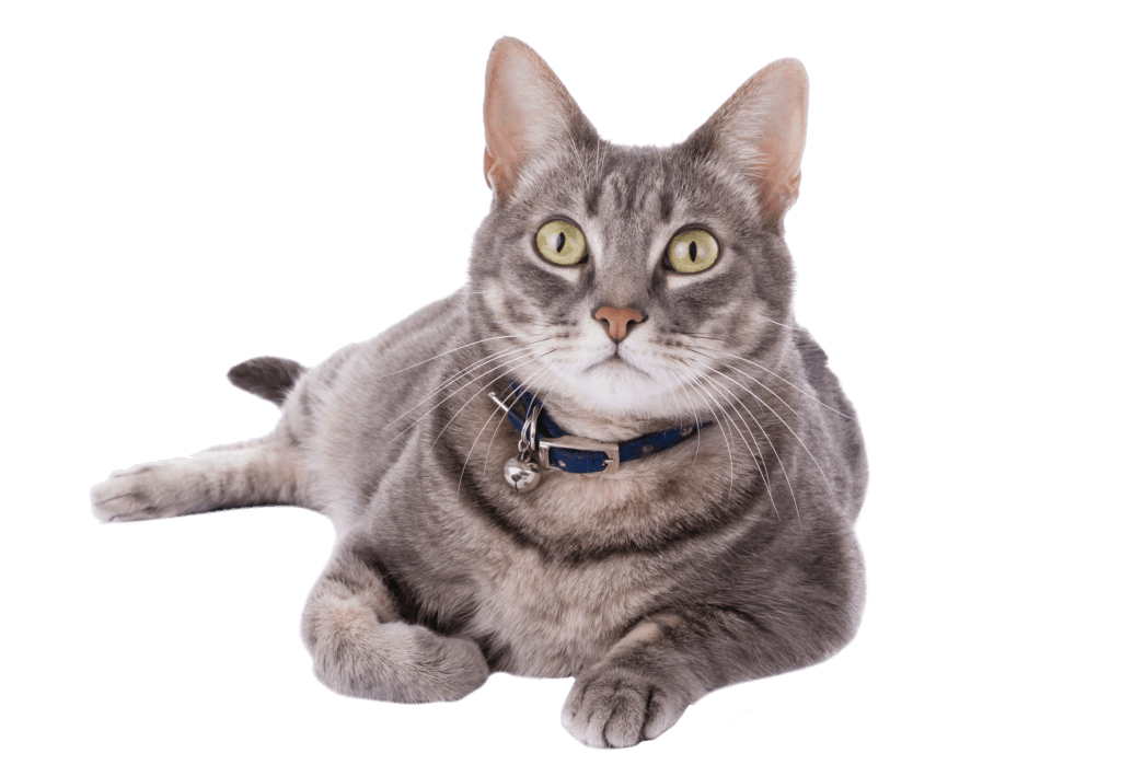 Adopt-Fees-nobkgrd1-1024x699.png