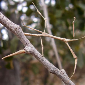 How stick insect camouflage(kny9).jpg