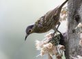 Waspada Varian Baru Flu Burung: Update Kasus Kemenkes di Beberapa Daerah Surabaya & Pencegahannya