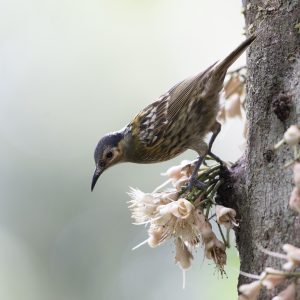 Macleays-honeyeater-scaled.jpg