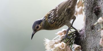 Waspada Varian Baru Flu Burung: Update Kasus Kemenkes di Beberapa Daerah Surabaya & Pencegahannya