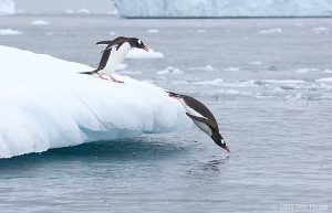 Rod_Planck_Gentoo_Penguins_Diving_Off_Iceberg_0001.jpg