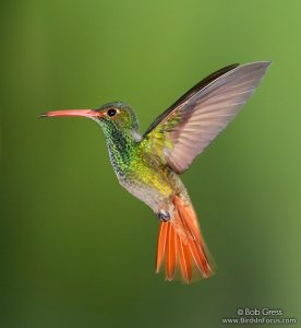 Rufous-tailed_Hummingbird_Bob_Gress_101125_5186_Tandayapa_Lodge_Ecuador.jpg