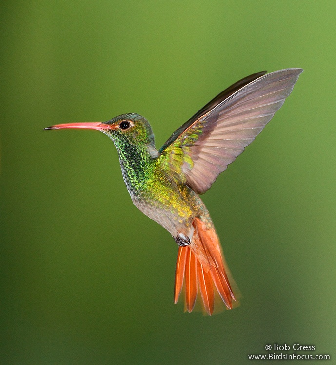 Rufous-tailed_Hummingbird_Bob_Gress_101125_5186_Tandayapa_Lodge_Ecuador.jpg