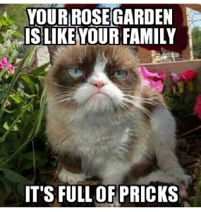 c5adf0f998da6b8e58e09db8e03eba68--grumpy-cat-meme-grumpy-kitty.jpg