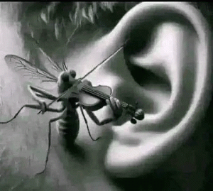 mosquito-violin-in-ear.gif