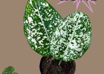 Investasi Asing di IKN: Tren Terbaru, Peluang, dan Tantangan Ibu Kota Nusantara